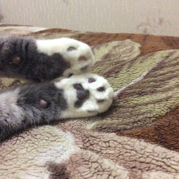 Поговорим о кошках38