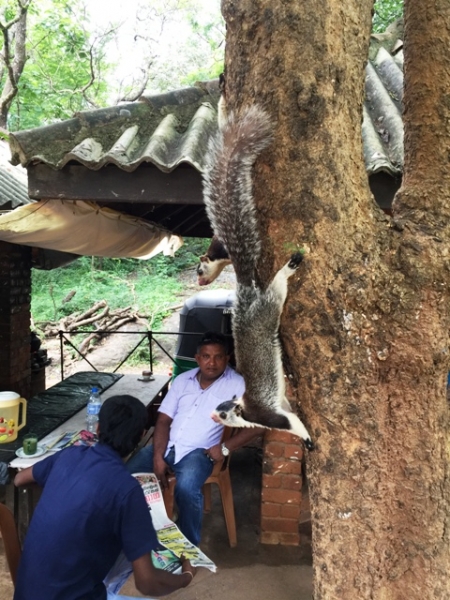 Шри-Ланка - на встречу настоящим приключениям!!!