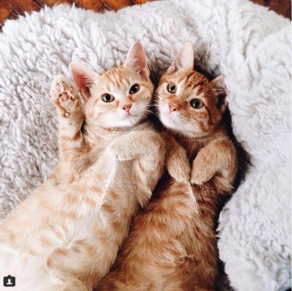 Поговорим о кошках38