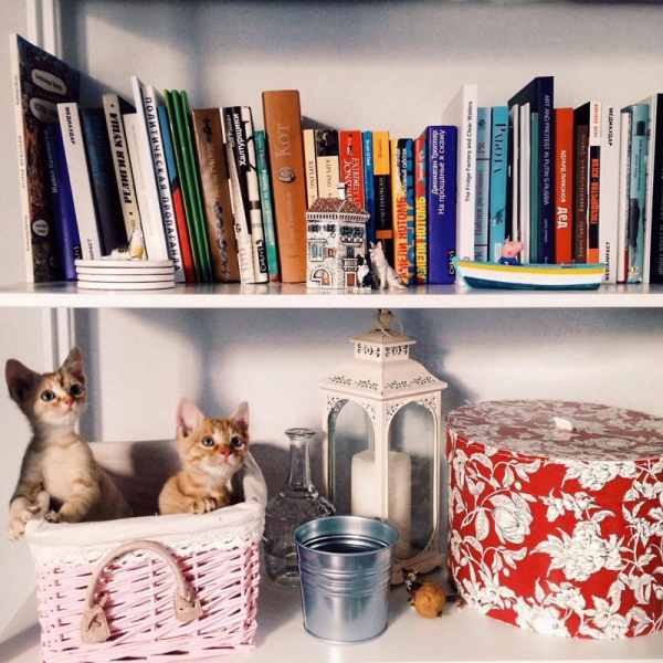 Поговорим о кошках38