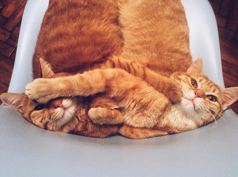 Поговорим о кошках38