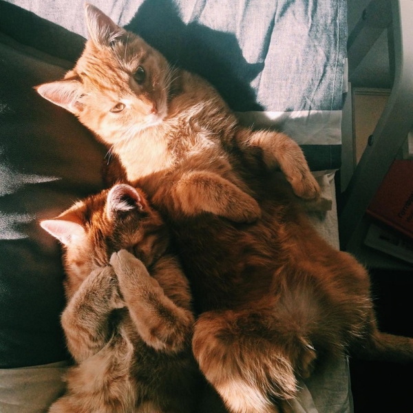 Поговорим о кошках38