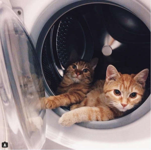 Поговорим о кошках38