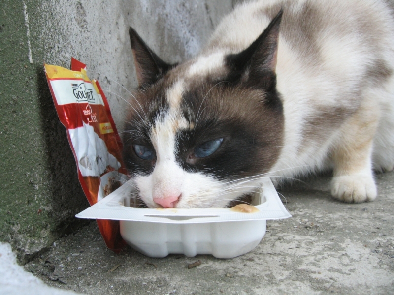 Поговорим о кошках38