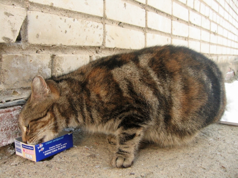 Поговорим о кошках38