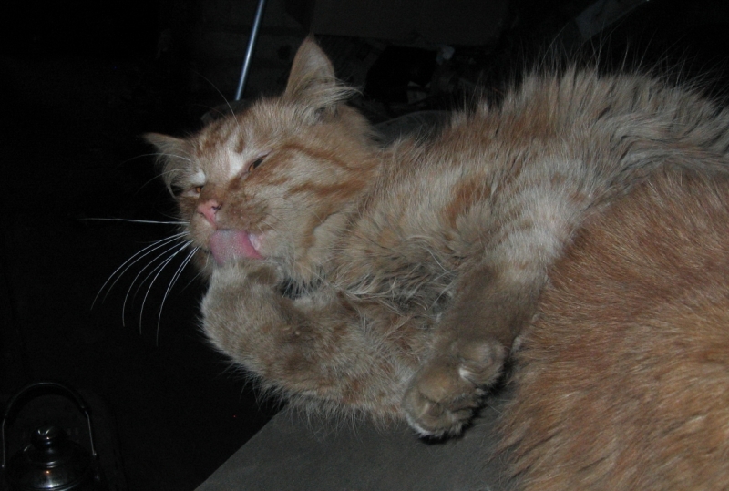 Поговорим о кошках38