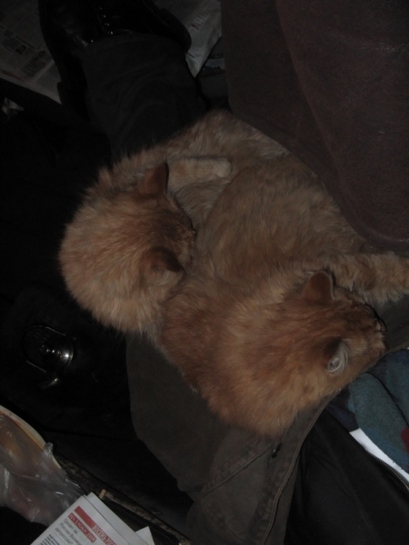 Поговорим о кошках38