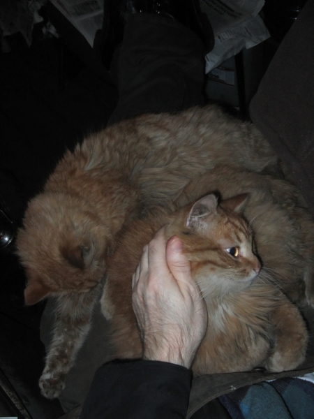 Поговорим о кошках38