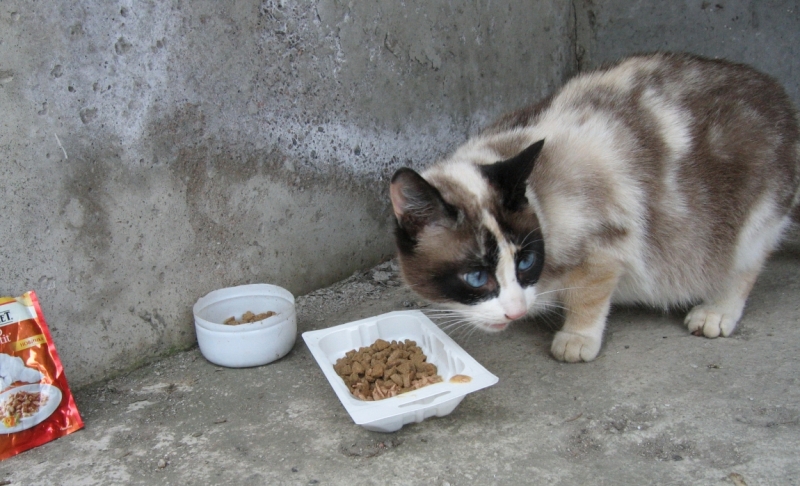 Поговорим о кошках38