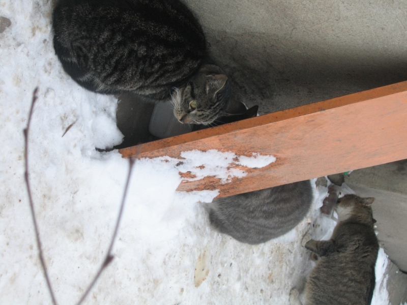 Поговорим о кошках38