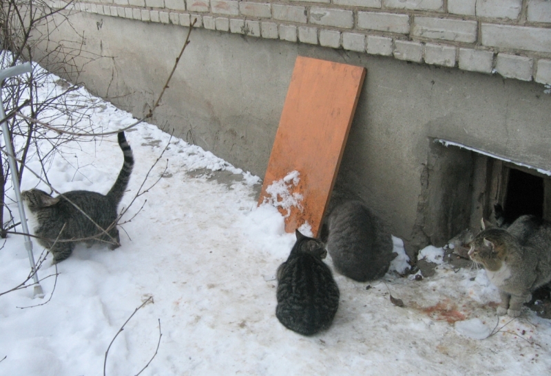 Поговорим о кошках38