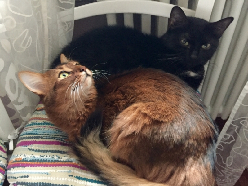 Поговорим о кошках38