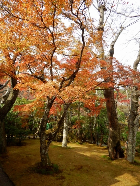 Момидзи 2015. Tokyo-Nikko-Hakone-Osaka-Kyoto-Nara-Himeji-Okayama-Kurashiki-Koyasan-Tokyo