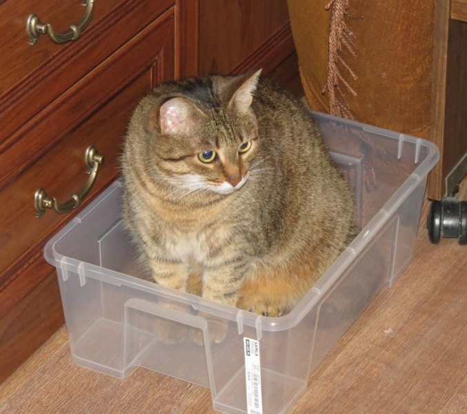 Поговорим о кошках38