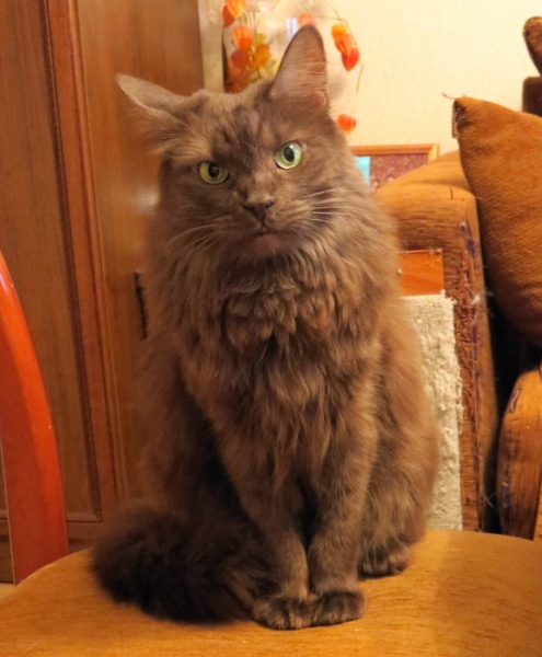 Поговорим о кошках38