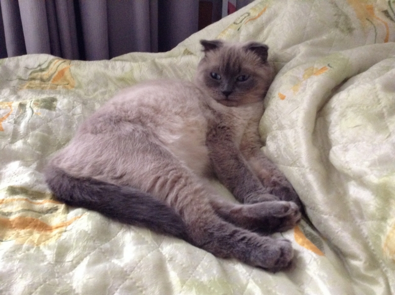 Поговорим о кошках38