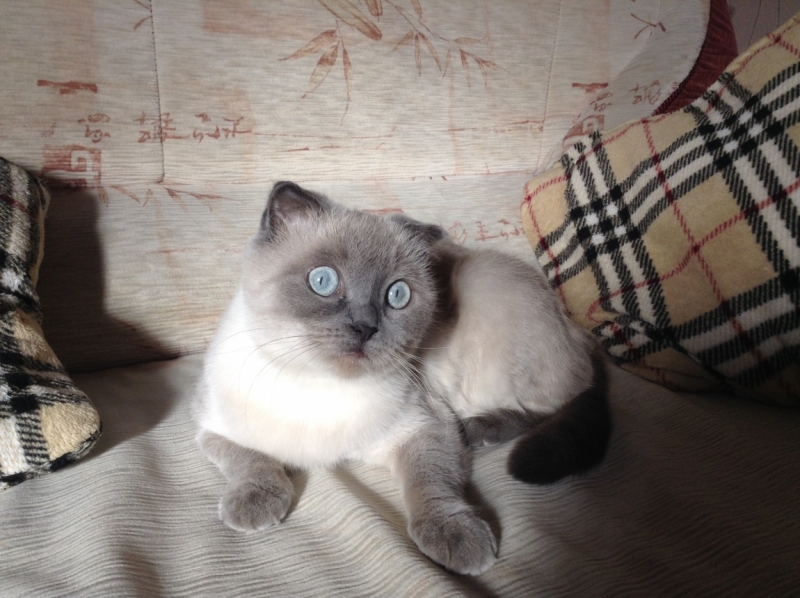 Поговорим о кошках38