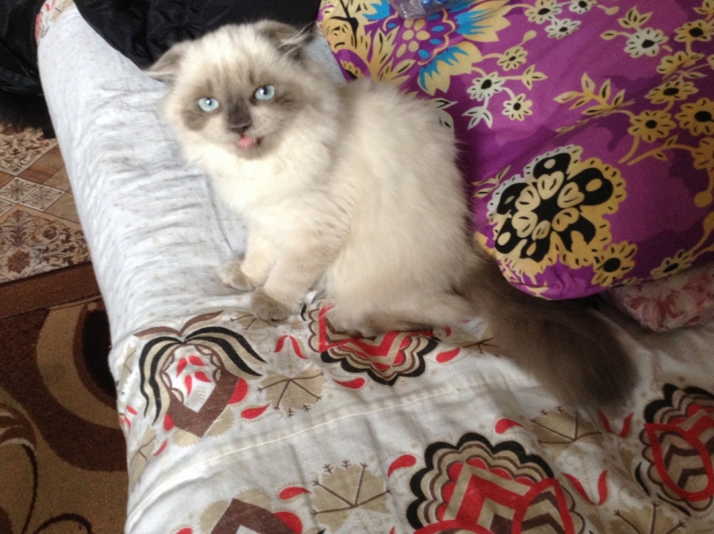 Поговорим о кошках38