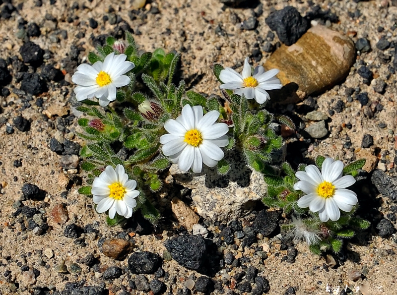 Пять вечеров и пять "утров". Eastern Sierra California.