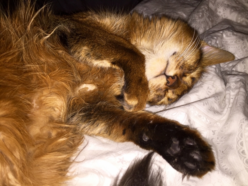 Поговорим о кошках38