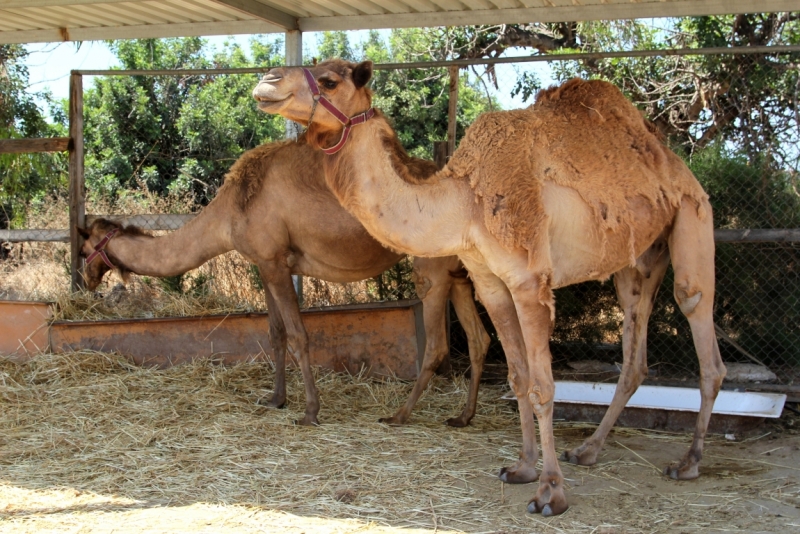 Северный Кипр с двумя детьми (+ Camel Park в Ларнаке). Лето 2015. Отчет завершен!