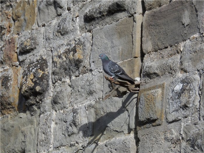 Франция-Голландия-Германия зимой 2014 г.