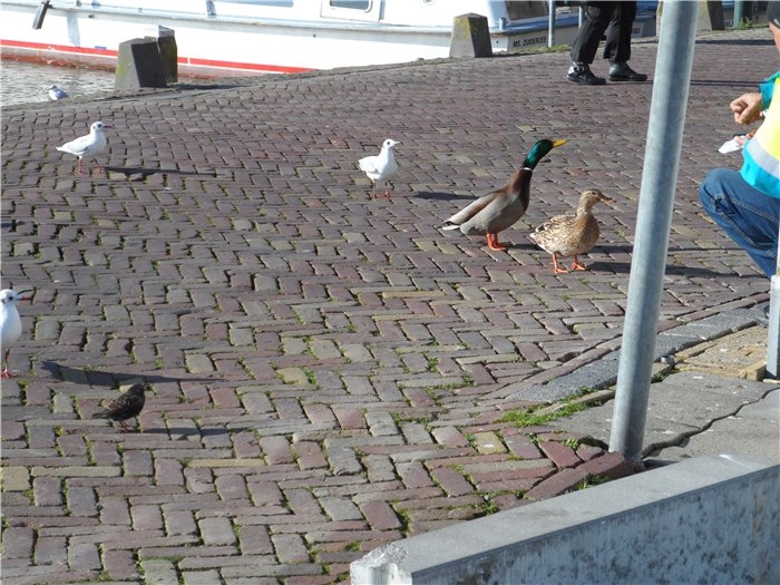 Франция-Голландия-Германия зимой 2014 г.