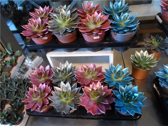 Франция-Голландия-Германия зимой 2014 г.