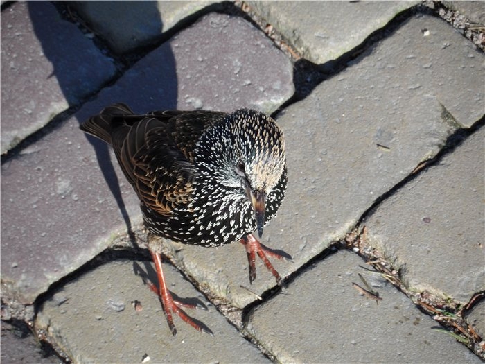 Франция-Голландия-Германия зимой 2014 г.