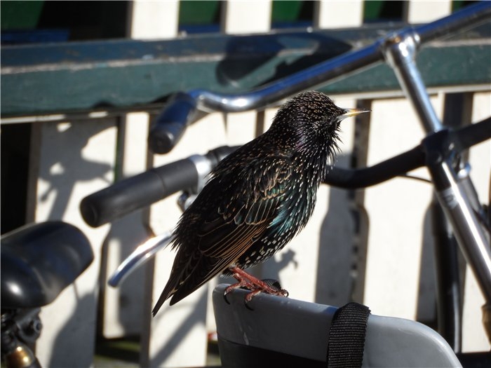 Франция-Голландия-Германия зимой 2014 г.