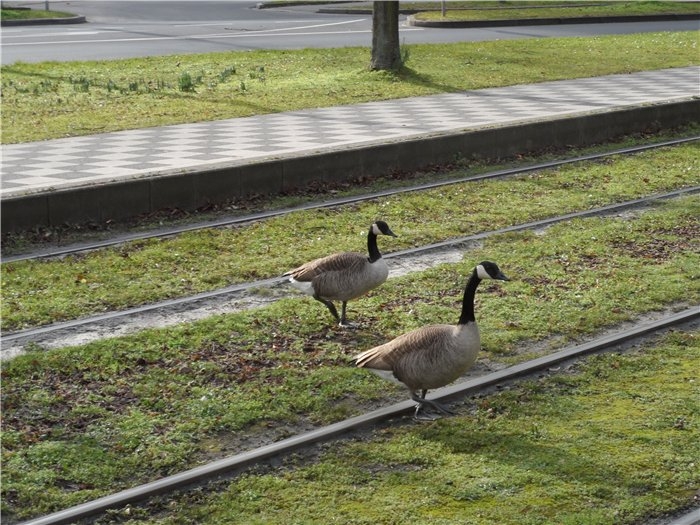 Франция-Голландия-Германия зимой 2014 г.