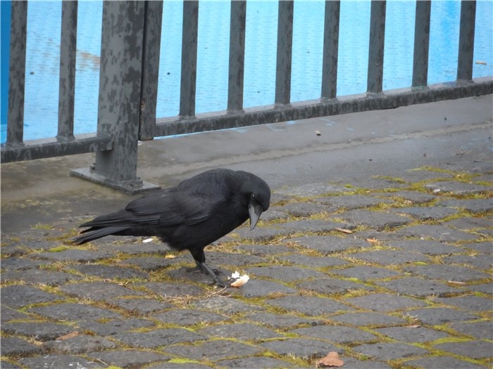 Франция-Голландия-Германия зимой 2014 г.