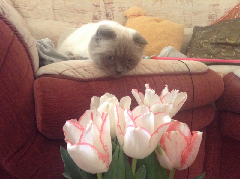 Поговорим о кошках38