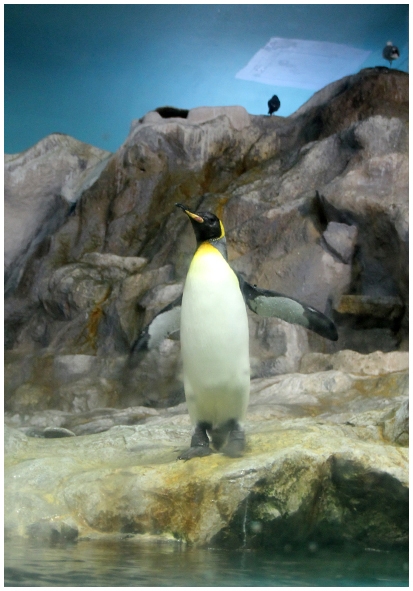 Двенадцать дней осени в городе вечного лета