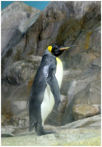 Двенадцать дней осени в городе вечного лета