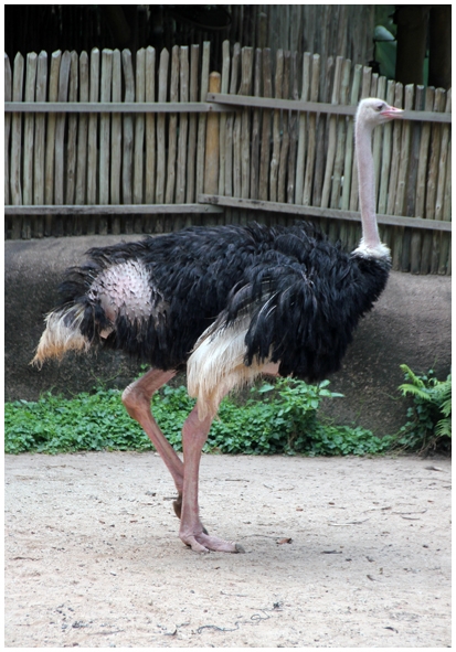 Двенадцать дней осени в городе вечного лета
