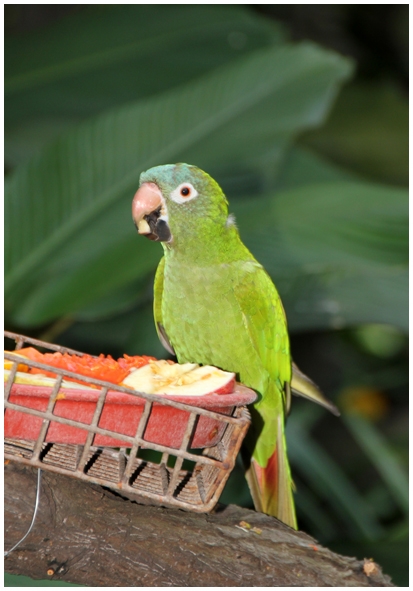 Двенадцать дней осени в городе вечного лета
