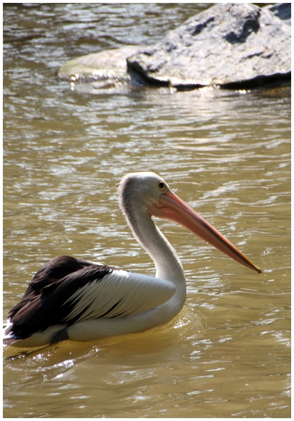 Двенадцать дней осени в городе вечного лета