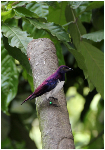 Двенадцать дней осени в городе вечного лета