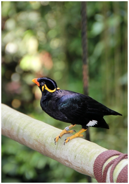 Двенадцать дней осени в городе вечного лета