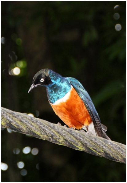 Двенадцать дней осени в городе вечного лета