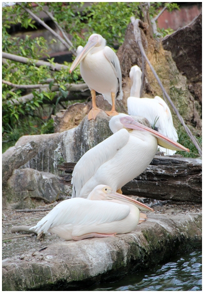 Двенадцать дней осени в городе вечного лета