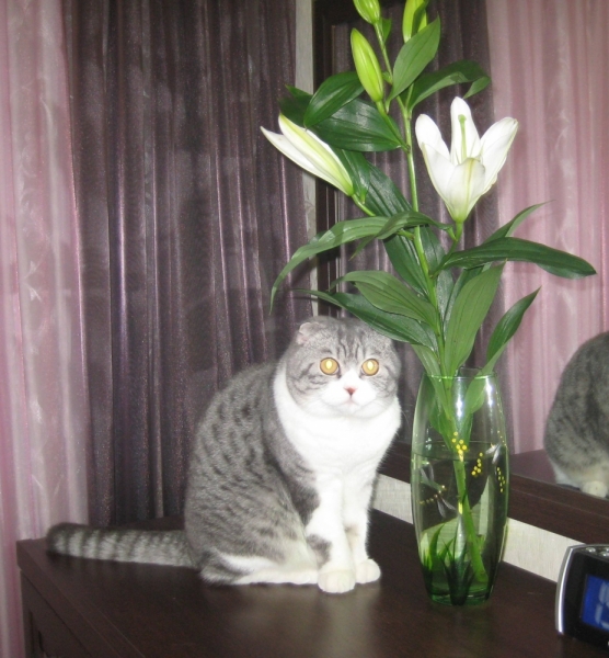 Поговорим о кошках38