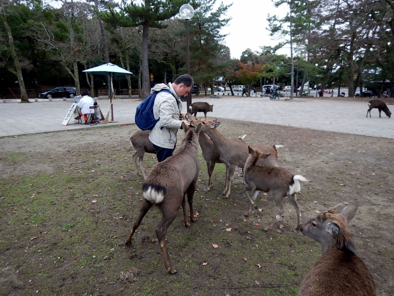 Момидзи 2015. Tokyo-Nikko-Hakone-Osaka-Kyoto-Nara-Himeji-Okayama-Kurashiki-Koyasan-Tokyo