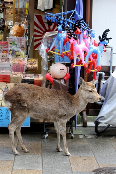 Момидзи 2015. Tokyo-Nikko-Hakone-Osaka-Kyoto-Nara-Himeji-Okayama-Kurashiki-Koyasan-Tokyo