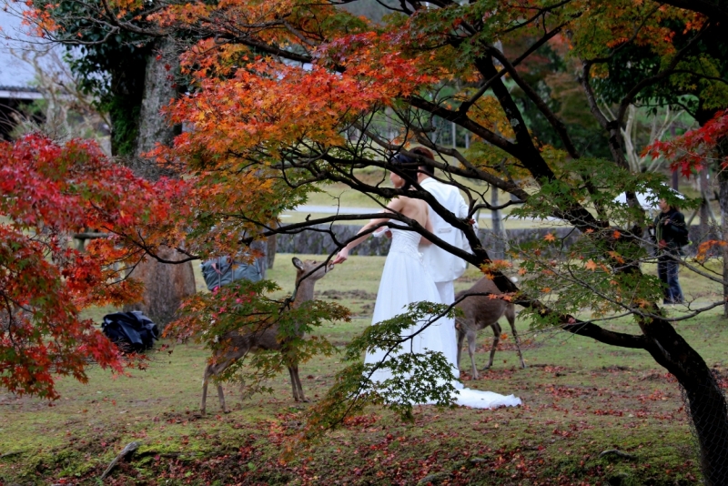 Момидзи 2015. Tokyo-Nikko-Hakone-Osaka-Kyoto-Nara-Himeji-Okayama-Kurashiki-Koyasan-Tokyo