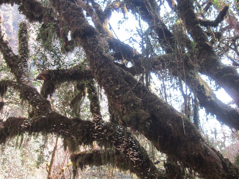 Муктинатх,АВС (февраль 2016), долина Катманду