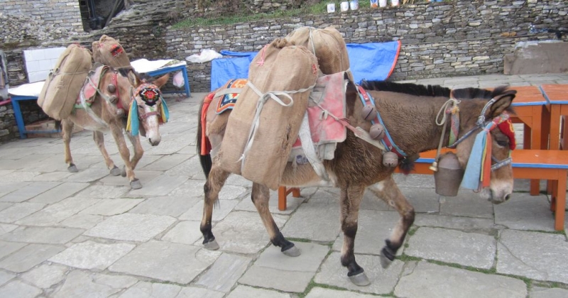 Муктинатх,АВС (февраль 2016), долина Катманду