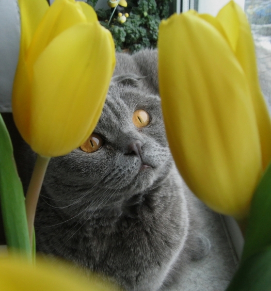 Поговорим о кошках38