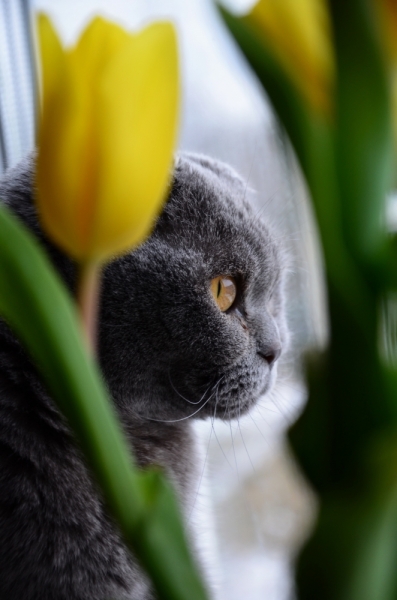 Поговорим о кошках38